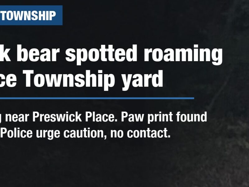 Black bear spotted roaming Pierce Township yard