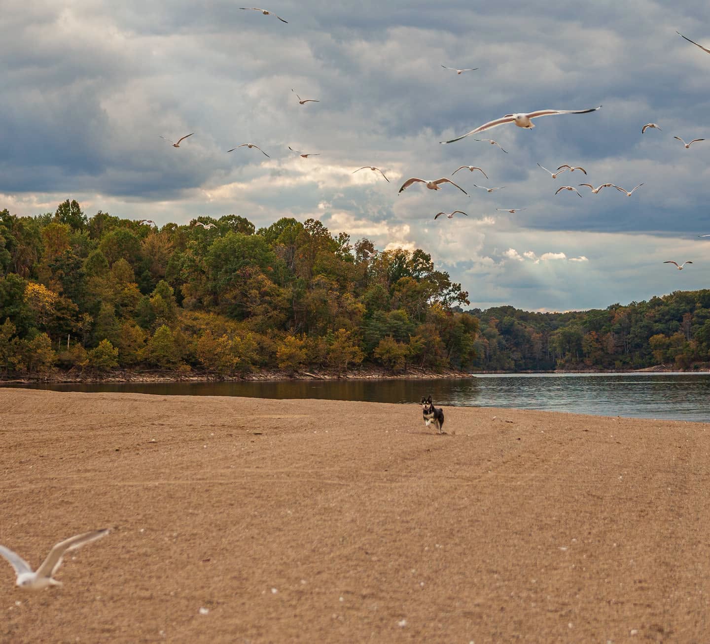 A dog runs along a Clermont County lake beach