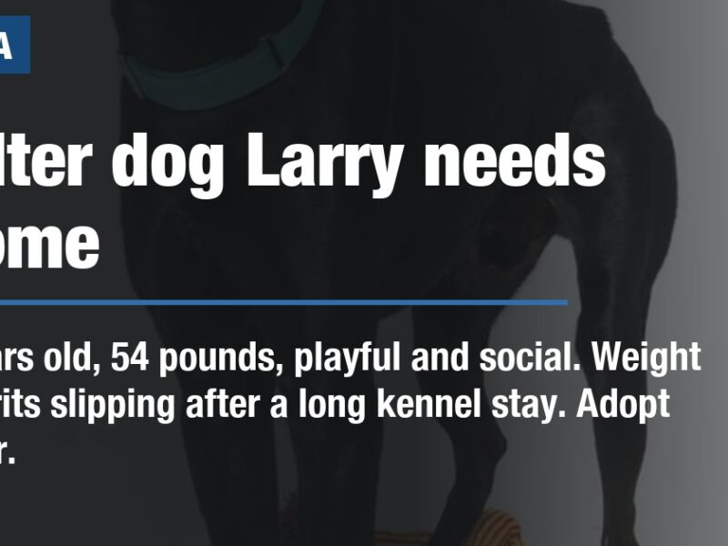 Clermont County shelter seeks a home for long-stay dog Larry