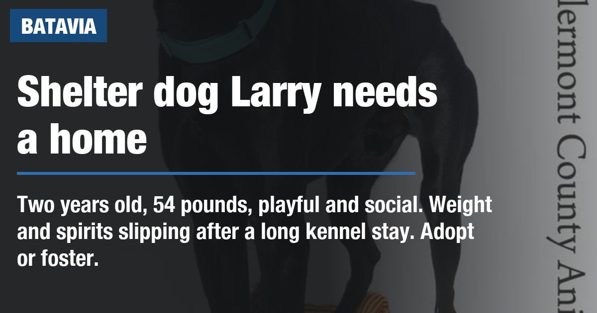 Clermont County shelter seeks a home for long-stay dog Larry