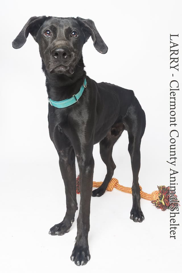 Larry, a long-stay dog at the Clermont County Animal Shelter
