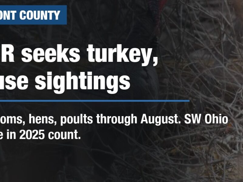 ODNR seeks turkey, grouse sightings