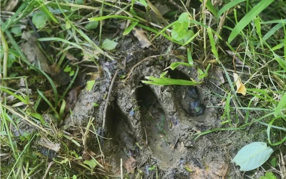 Bear paw print found at Kipling Crossing in Pierce Township
