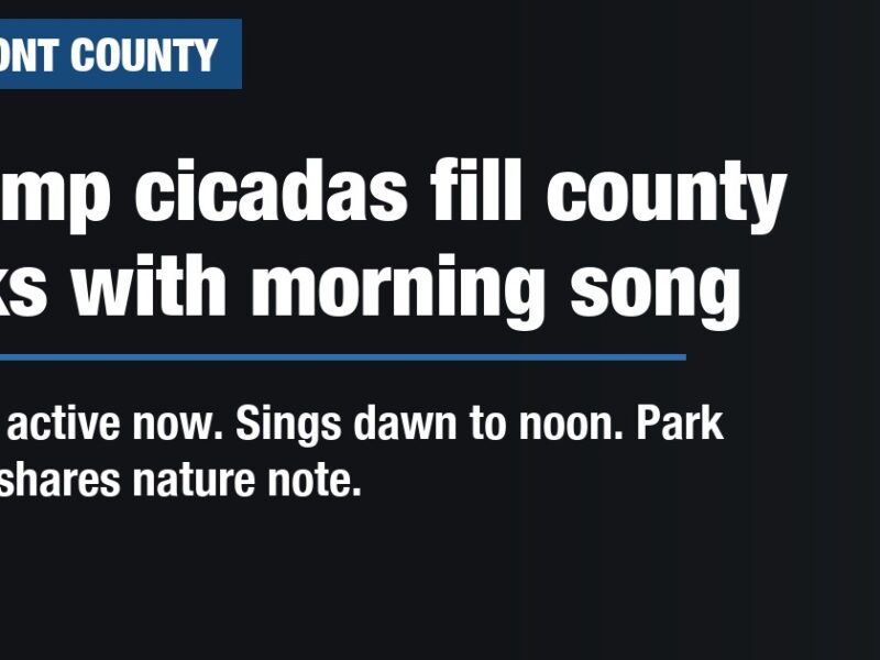 Swamp cicadas fill county parks with morning song