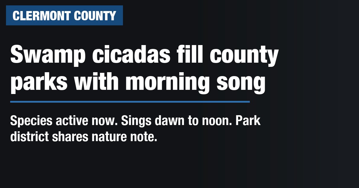 Swamp cicadas fill county parks with morning song
