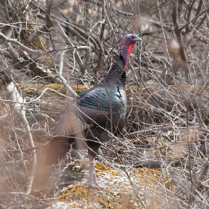 A wild turkey moves through dry brush