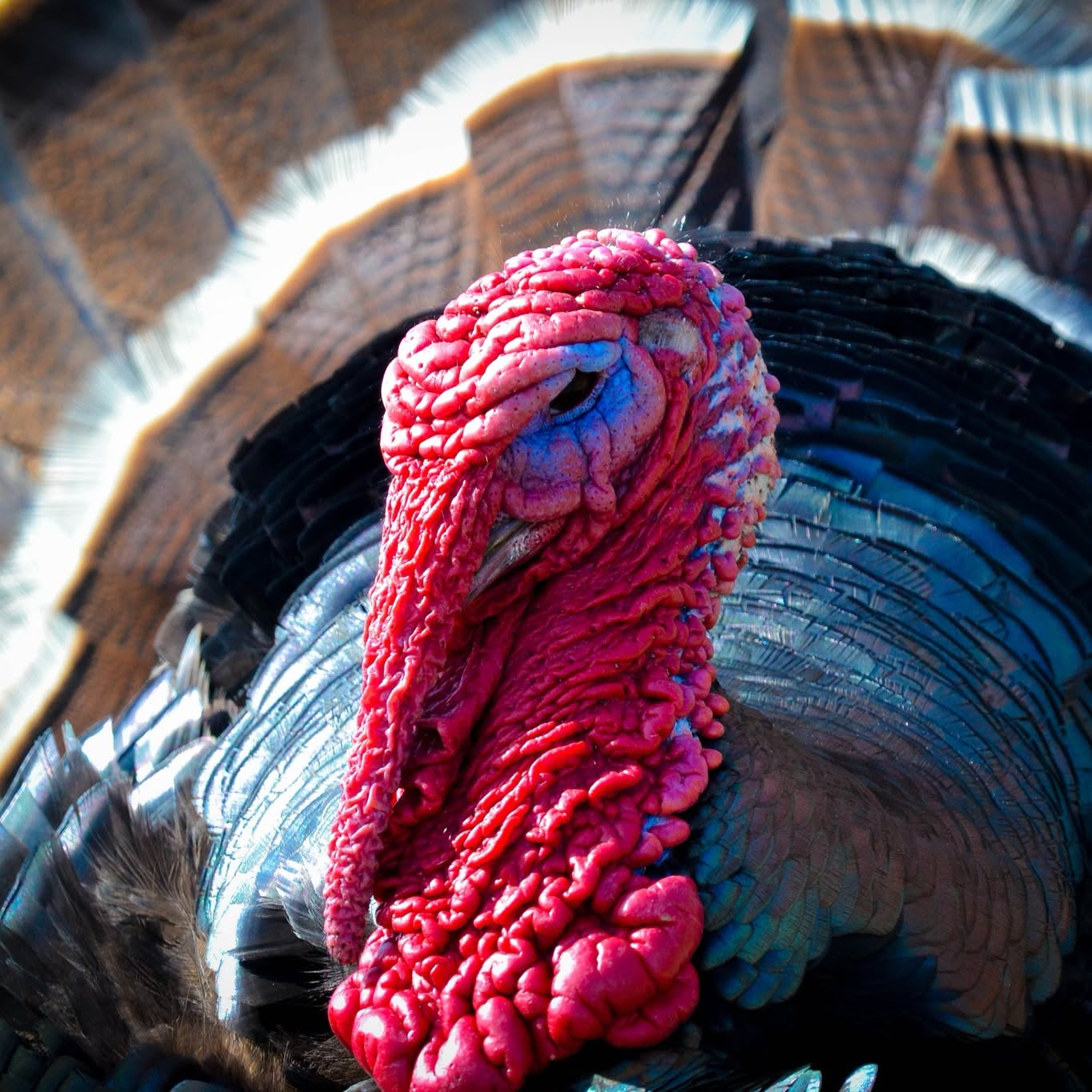 A tom turkey shows off its head and plumage