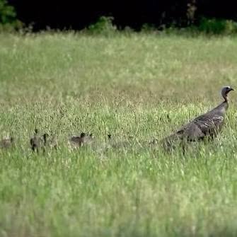 A wild turkey hen leads a brood of poults through the grass