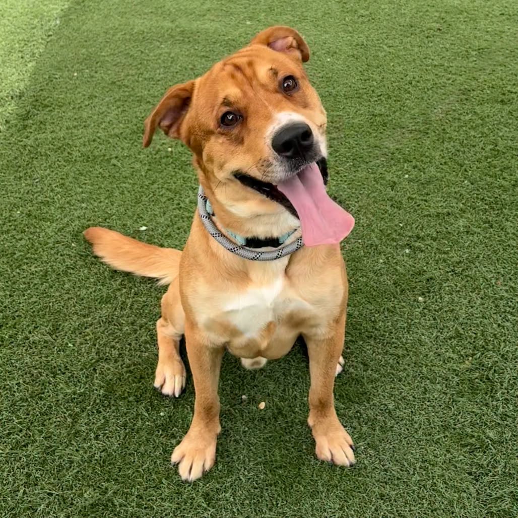 An adult dog available for adoption at Clermont County Animal Shelter