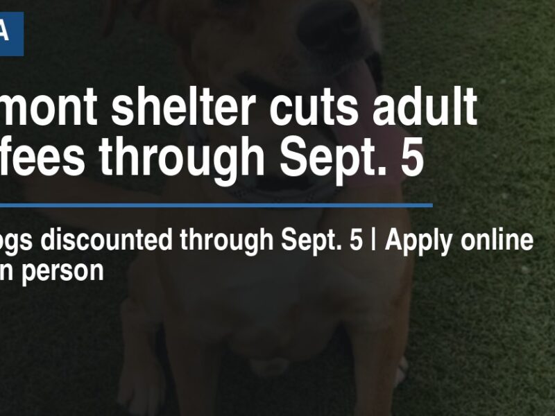 Clermont shelter cuts adult dog fees through Sept. 5
