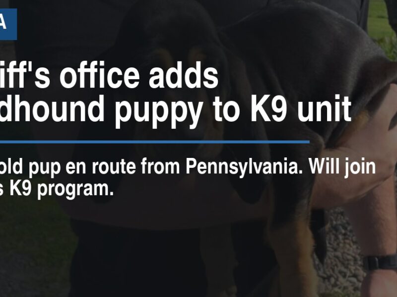 Sheriff's office adds bloodhound puppy to K9 unit
