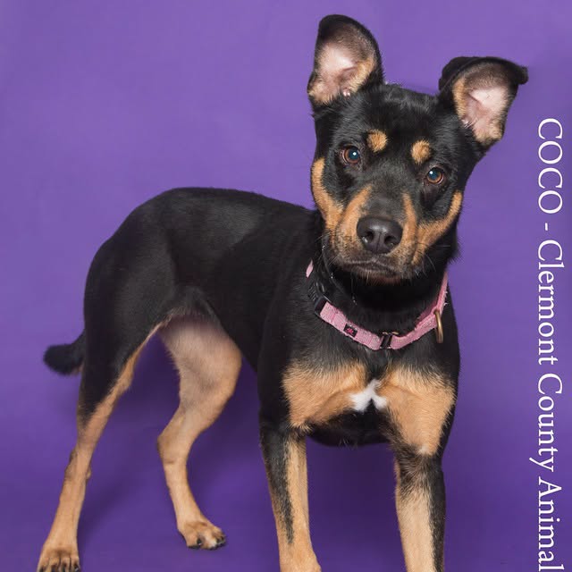 Coco, available for adoption at Clermont County Animal Shelter
