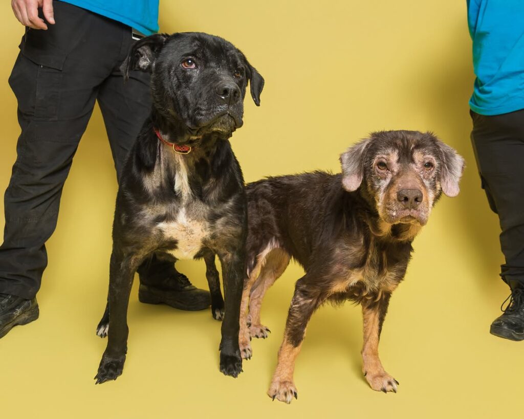 Dee Dee and Dexter, a bonded dog pair at Clermont County Animal Shelter