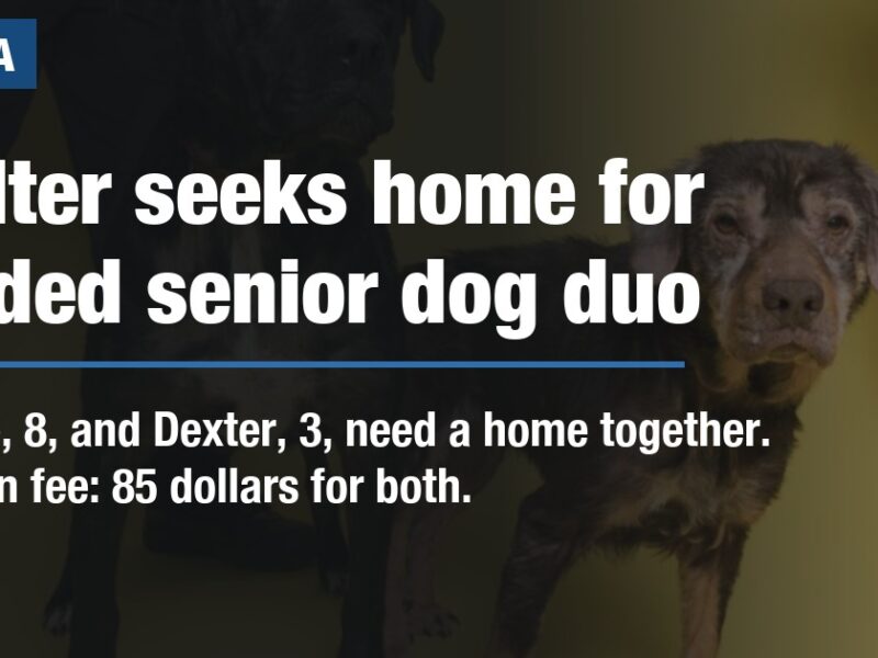 Shelter seeks home for bonded senior dog duo