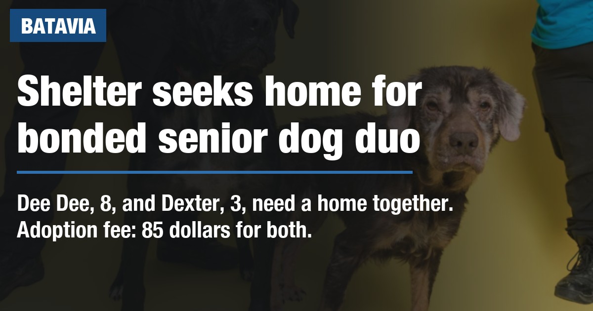Shelter seeks home for bonded senior dog duo