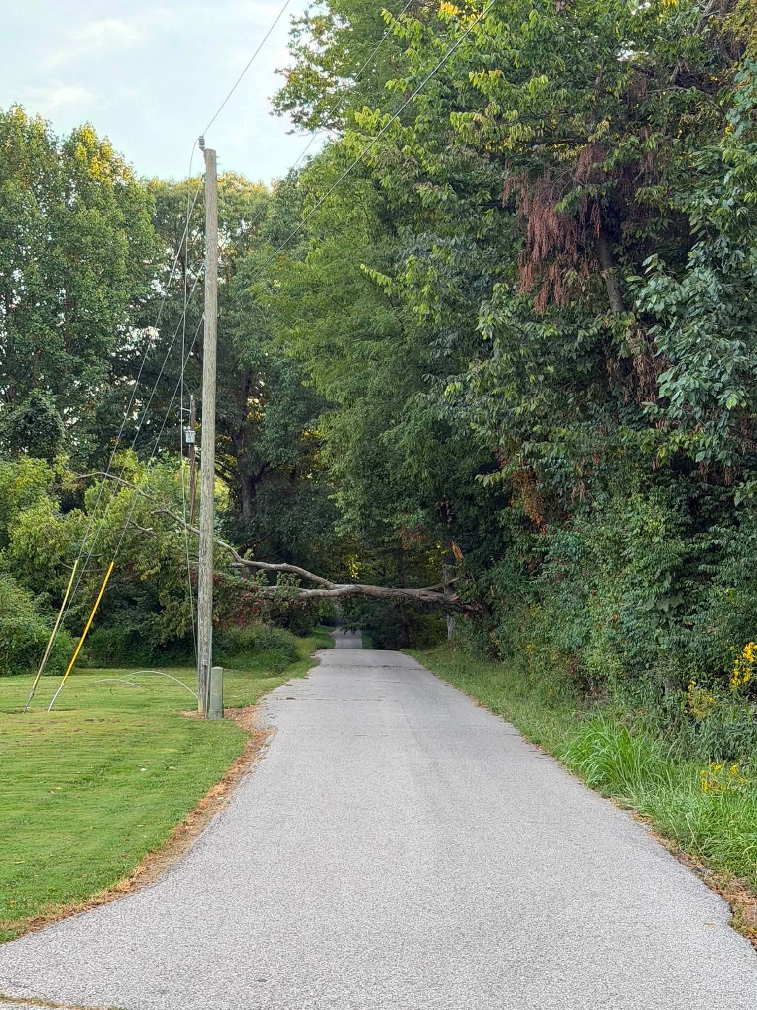 Fallen tree tangled in live wires blocks Meyers Road