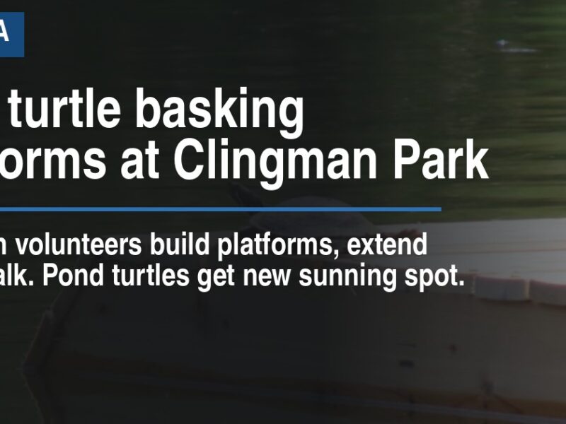 New turtle basking platforms at Clingman Park