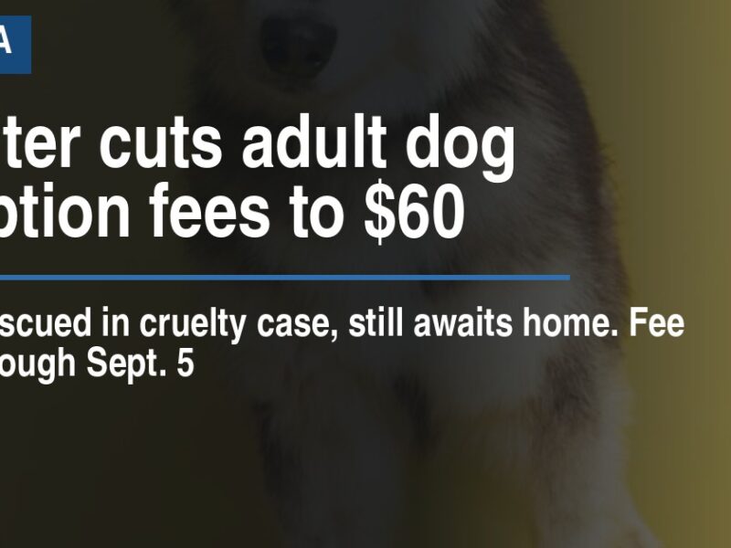 Shelter cuts adult dog adoption fees to $60