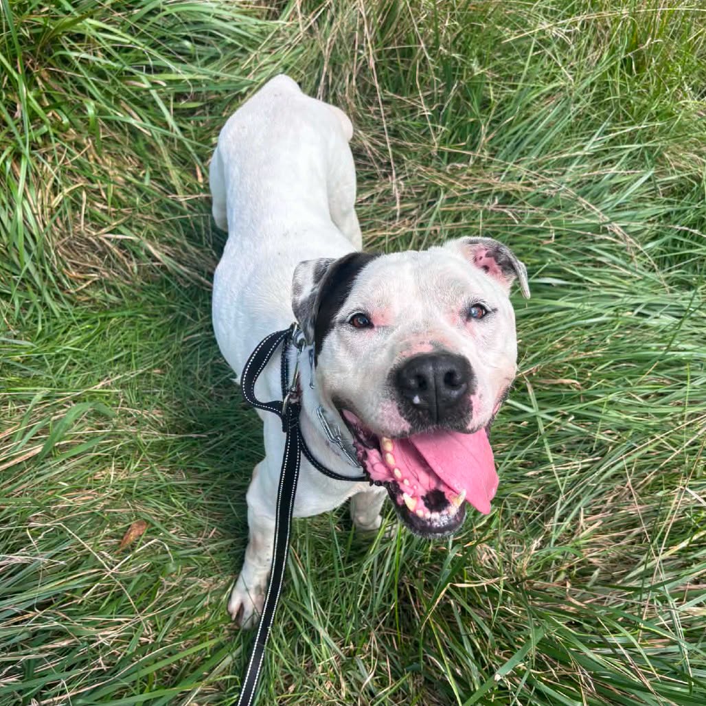 Beau, a longtime Clermont County Animal Shelter resident
