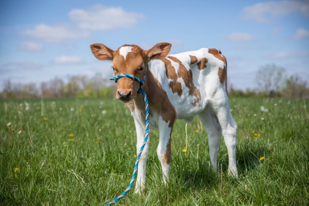 A calf stands in a pasture at a Clermont County farm