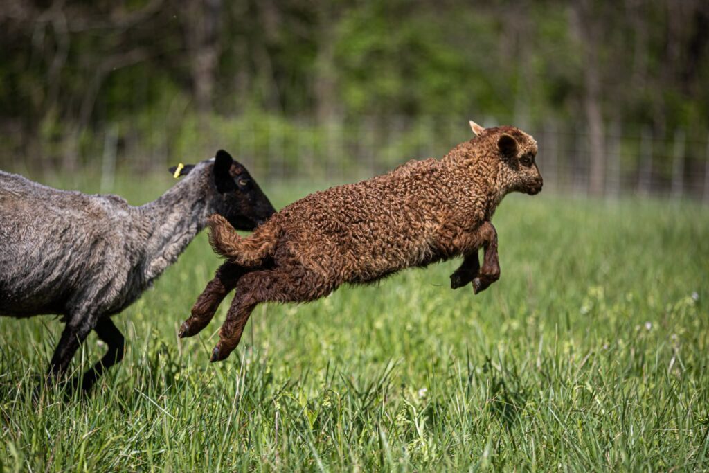 A lamb leaps through a pasture at a Clermont County farm