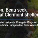 Kingston, Beau seek homes at Clermont shelter