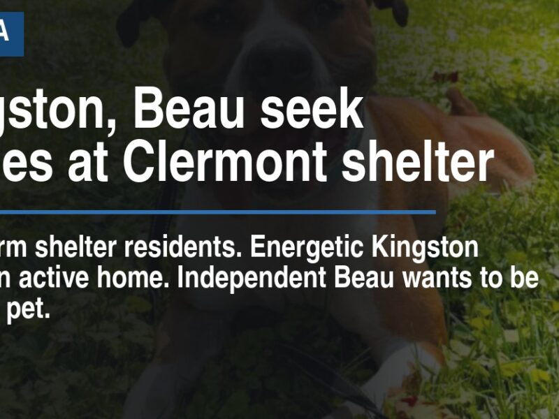 Kingston, Beau seek homes at Clermont shelter