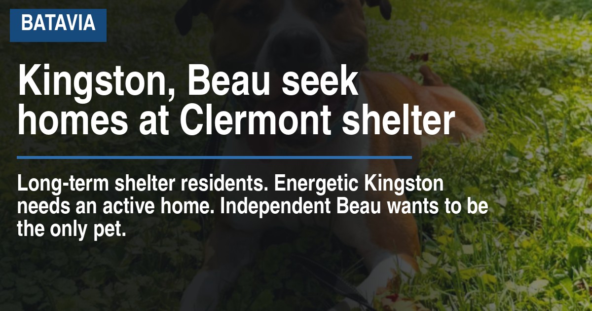 Kingston, Beau seek homes at Clermont shelter