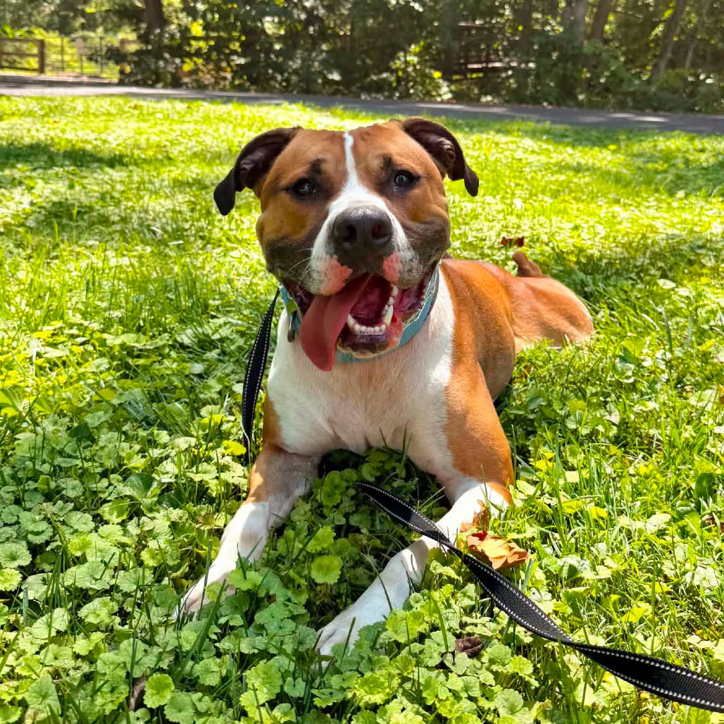 Kingston, a longtime Clermont County Animal Shelter resident