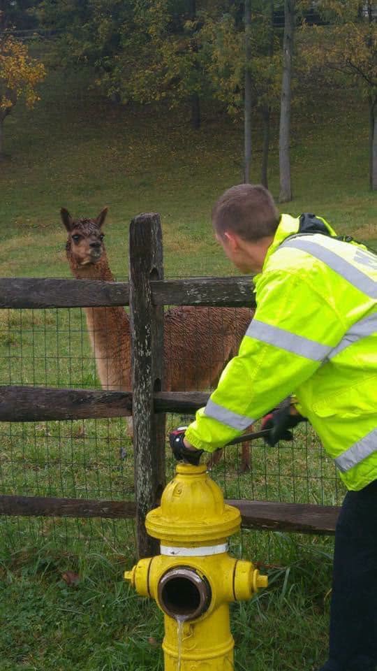 Milford crew services a fire hydrant as an alpaca looks on