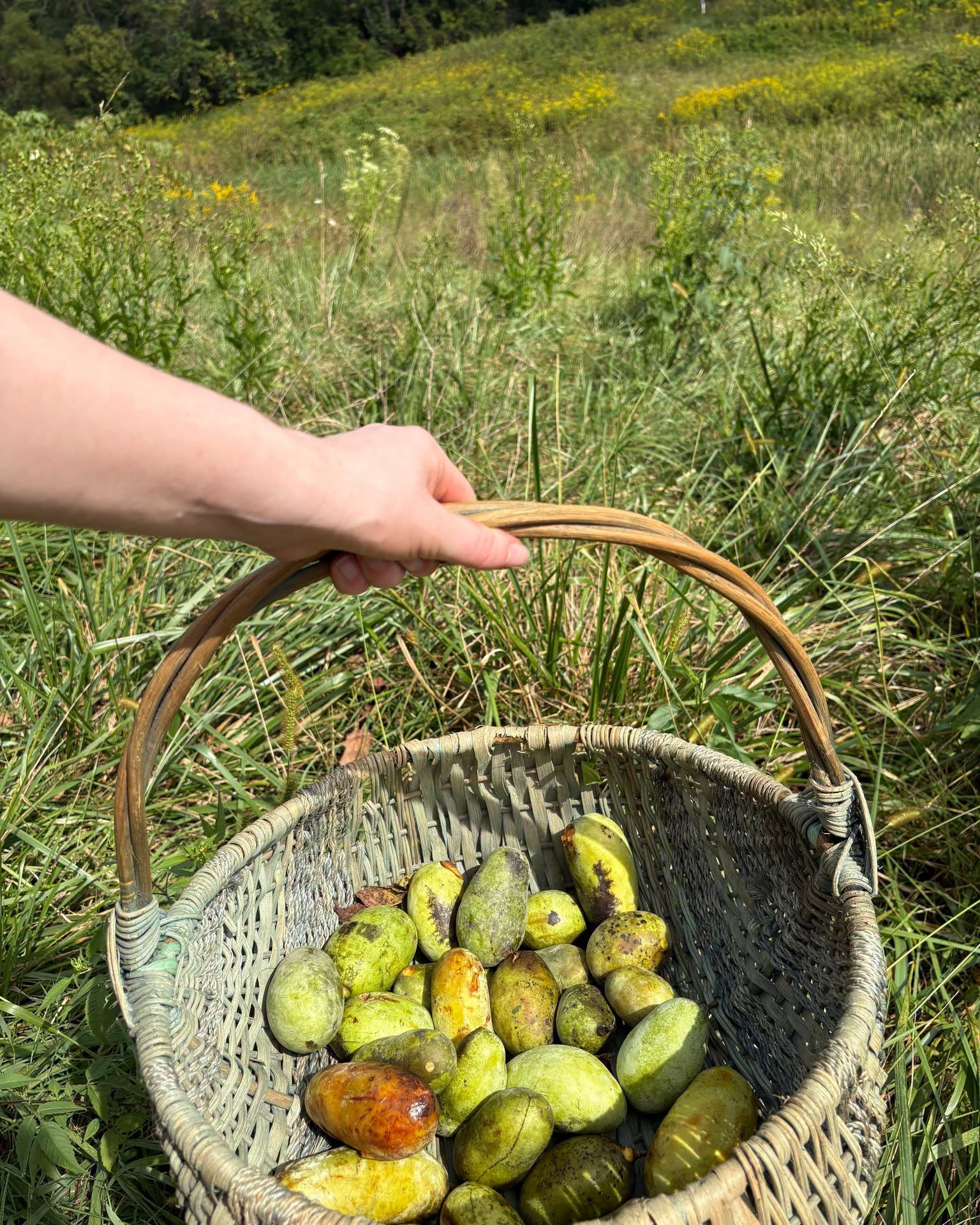 A basket of foraged pawpaws in a Clermont County park