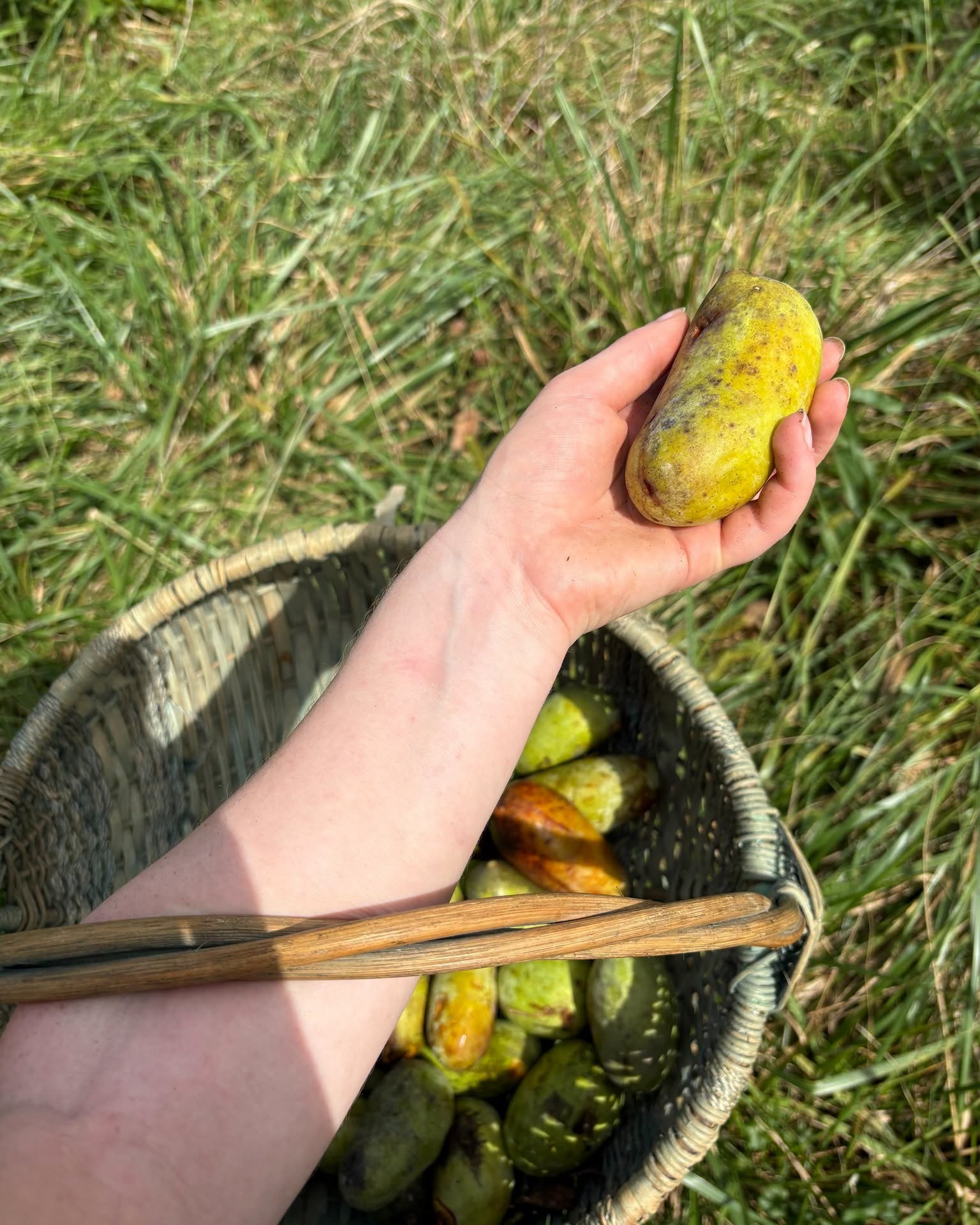 A forager holds a ripe pawpaw over a harvest basket