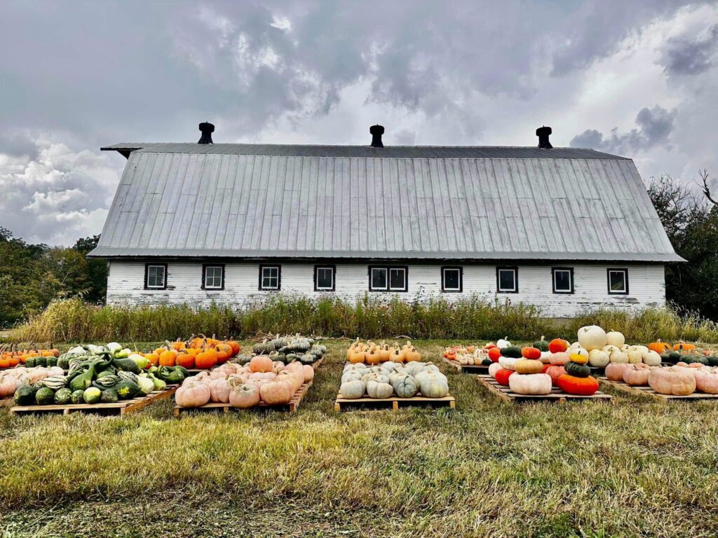 Pumpkins and gourds on display at Clover Valley Farm