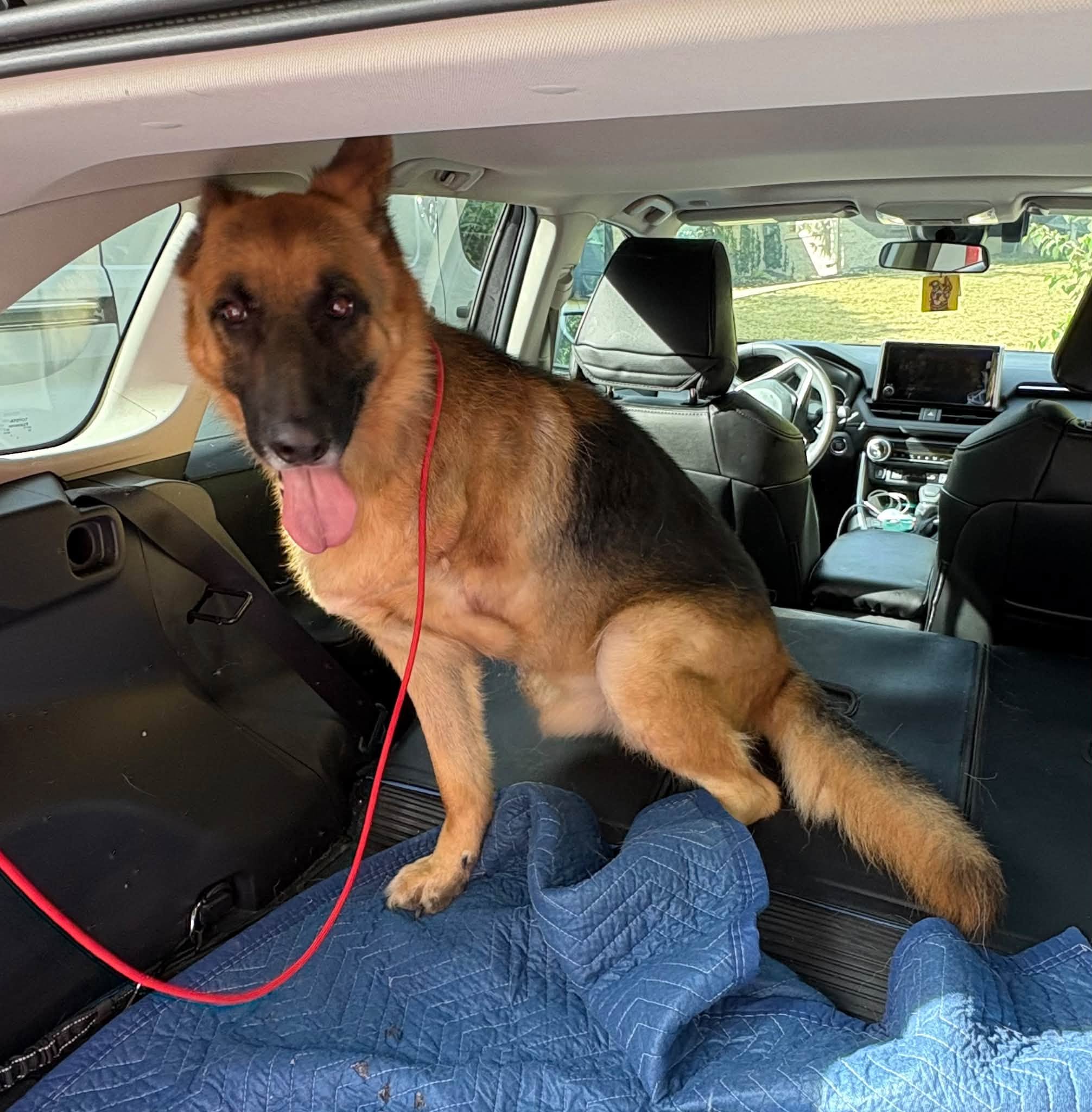 General, a German shepherd, rides in a vehicle after arriving at the Clermont County Animal Shelter