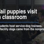 Circle Tail puppies visit Goshen classroom