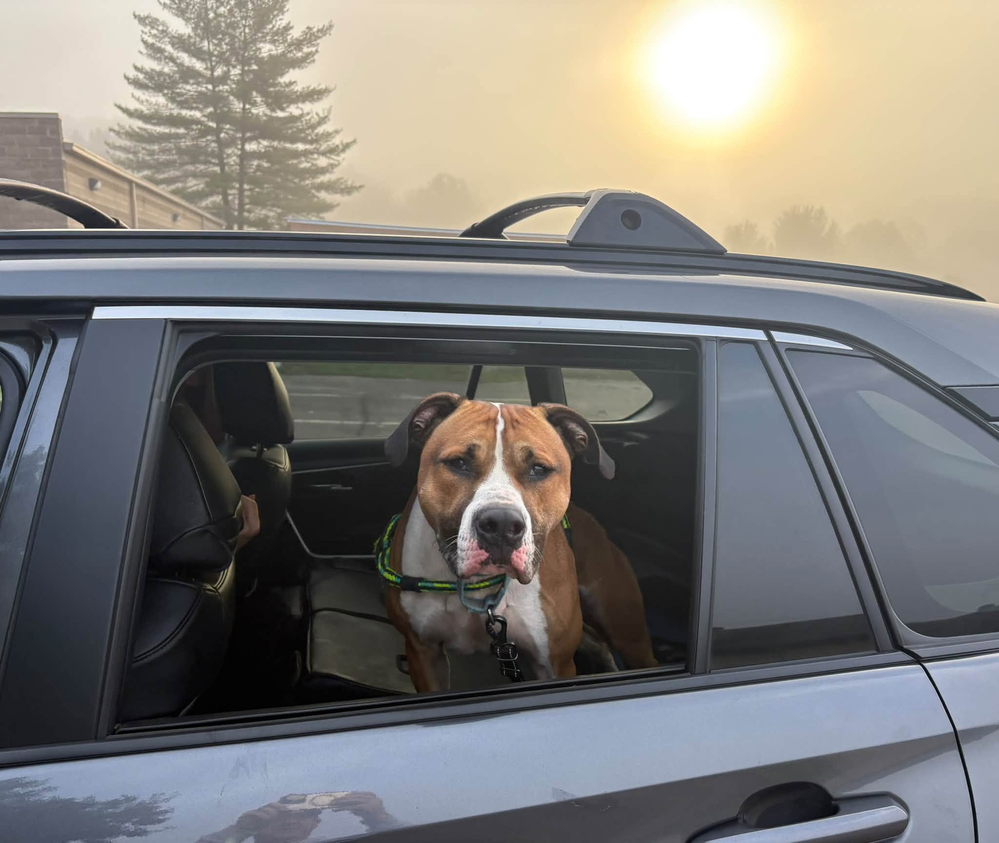 Kingston looks out from a car window before leaving the Clermont County Animal Shelter