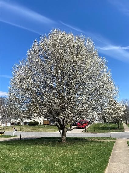 A blooming Callery pear tree in Loveland