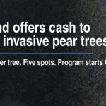 Loveland offers cash to remove invasive pear trees