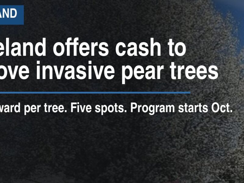 Loveland offers cash to remove invasive pear trees
