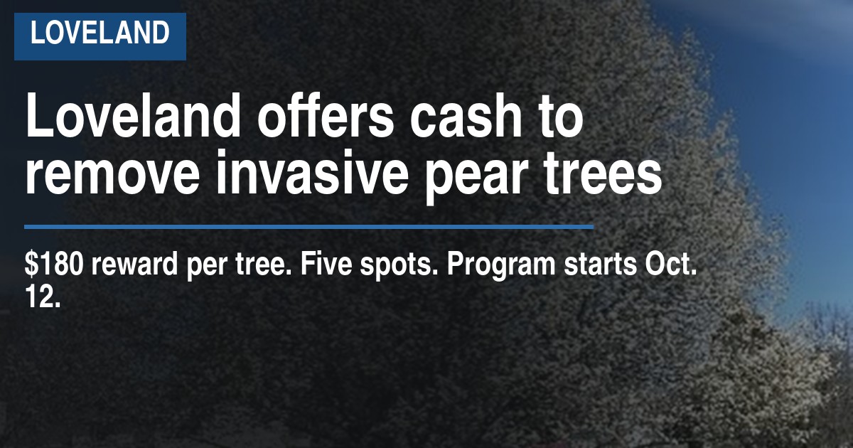 Loveland offers cash to remove invasive pear trees