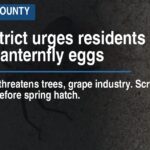 Park district urges residents to hunt lanternfly eggs