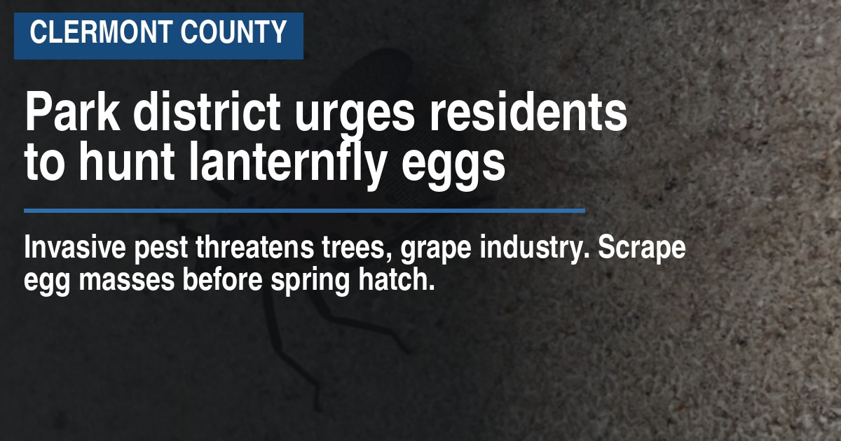 Park district urges residents to hunt lanternfly eggs