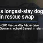 Shelters longest-stay dog placed in rescue swap