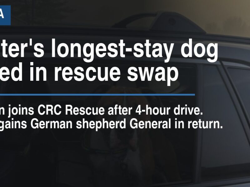 Shelters longest-stay dog placed in rescue swap