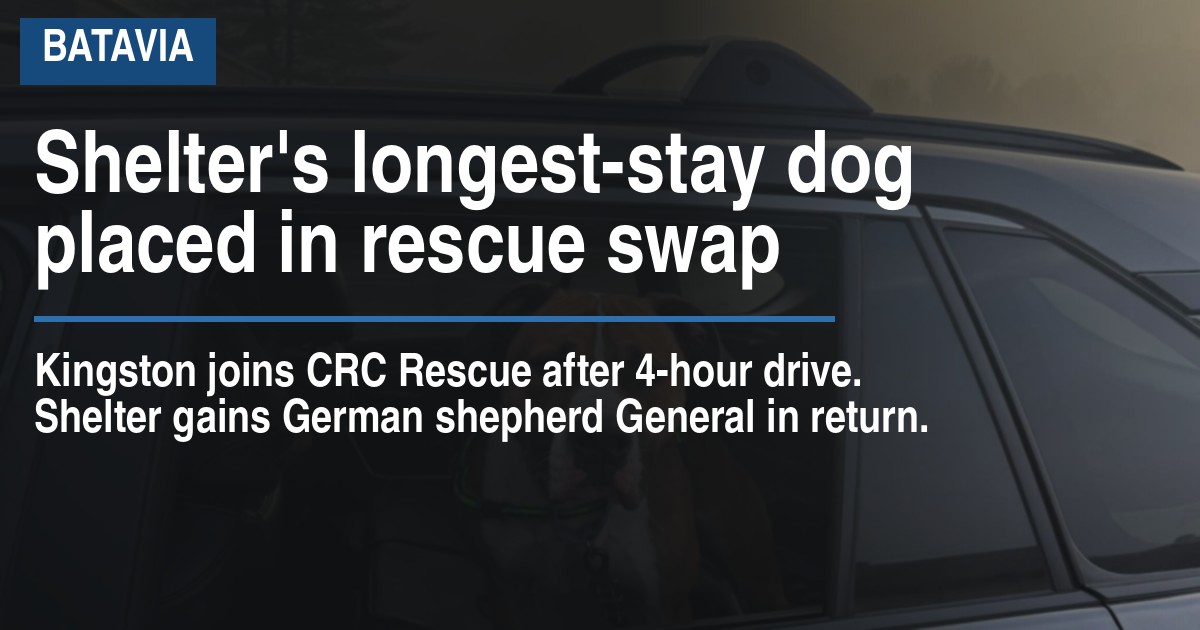 Shelters longest-stay dog placed in rescue swap