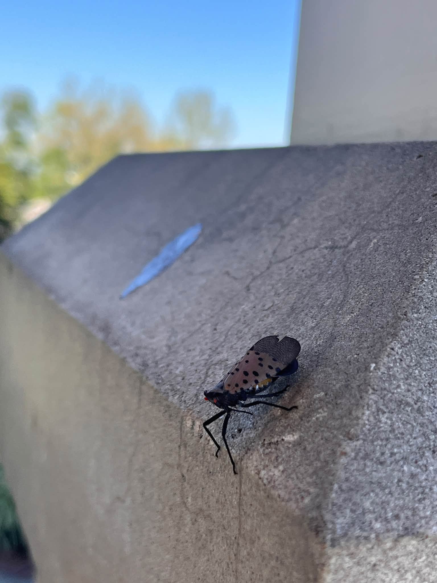 A spotted lanternfly perched on a ledge