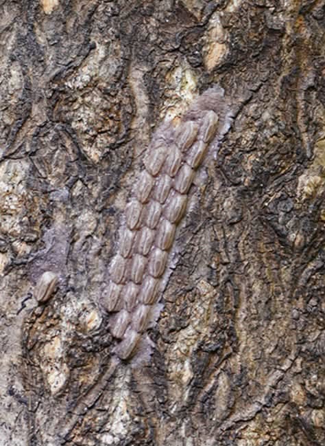 A spotted lanternfly egg mass on tree bark